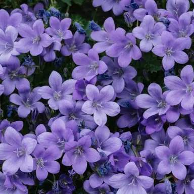 Profile image of 수현경위