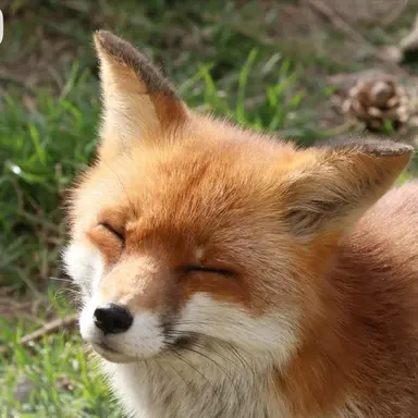 Profile image of 여우