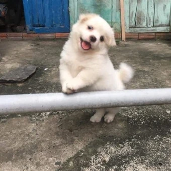 리레볼루션