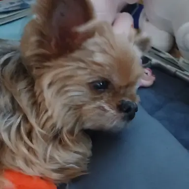 Profile image of 늑대