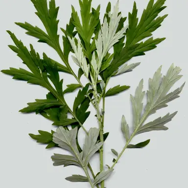 Profile image of 쉐도우밀크