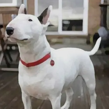 Profile image of 늑대