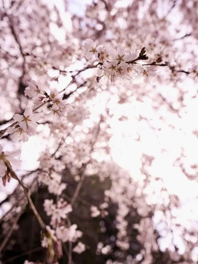 ._____.2064의 桜に攫われそうな君