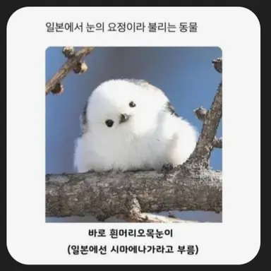 Profile image of 흰머리 오목눈이