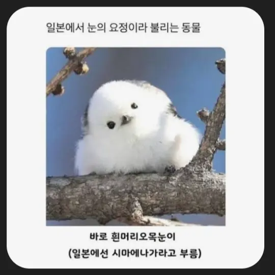 PlumChili3144의 오목눈이 보호소