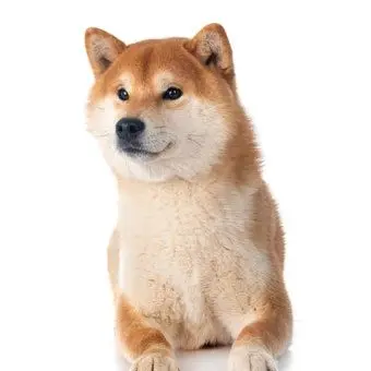 Profile image of 개