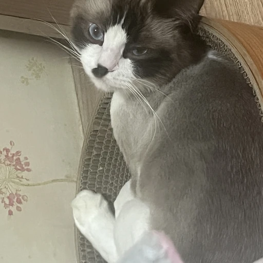 윤또영