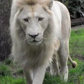 Profile image of 후루
