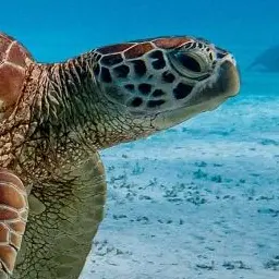 Profile image of 여우