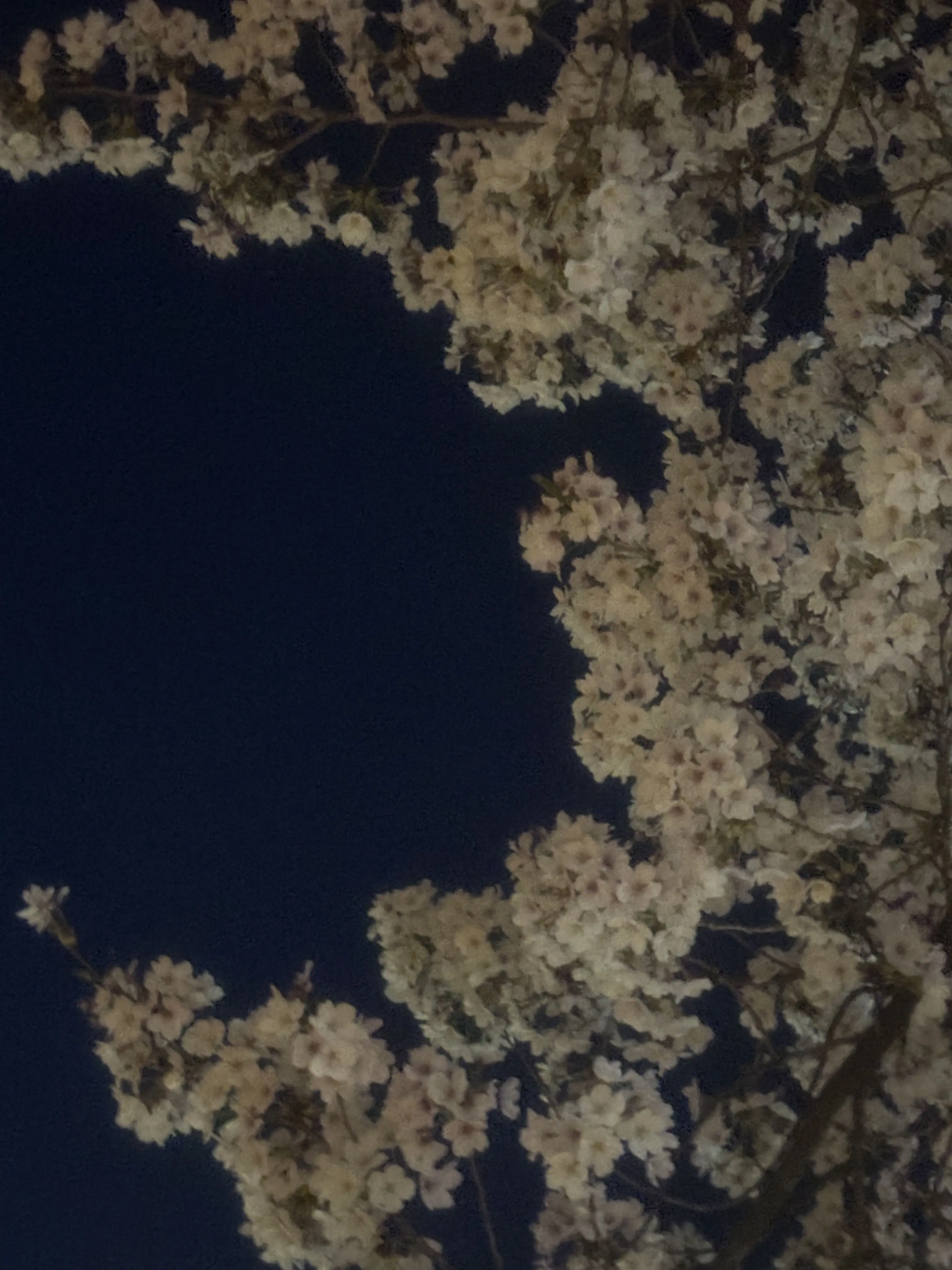 KnottyMiner4109의 댄스부