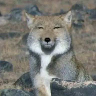 Profile image of 여우