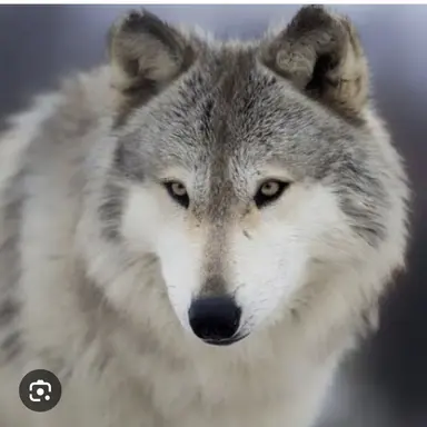 Profile image of 늑대