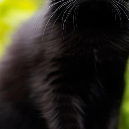 주인