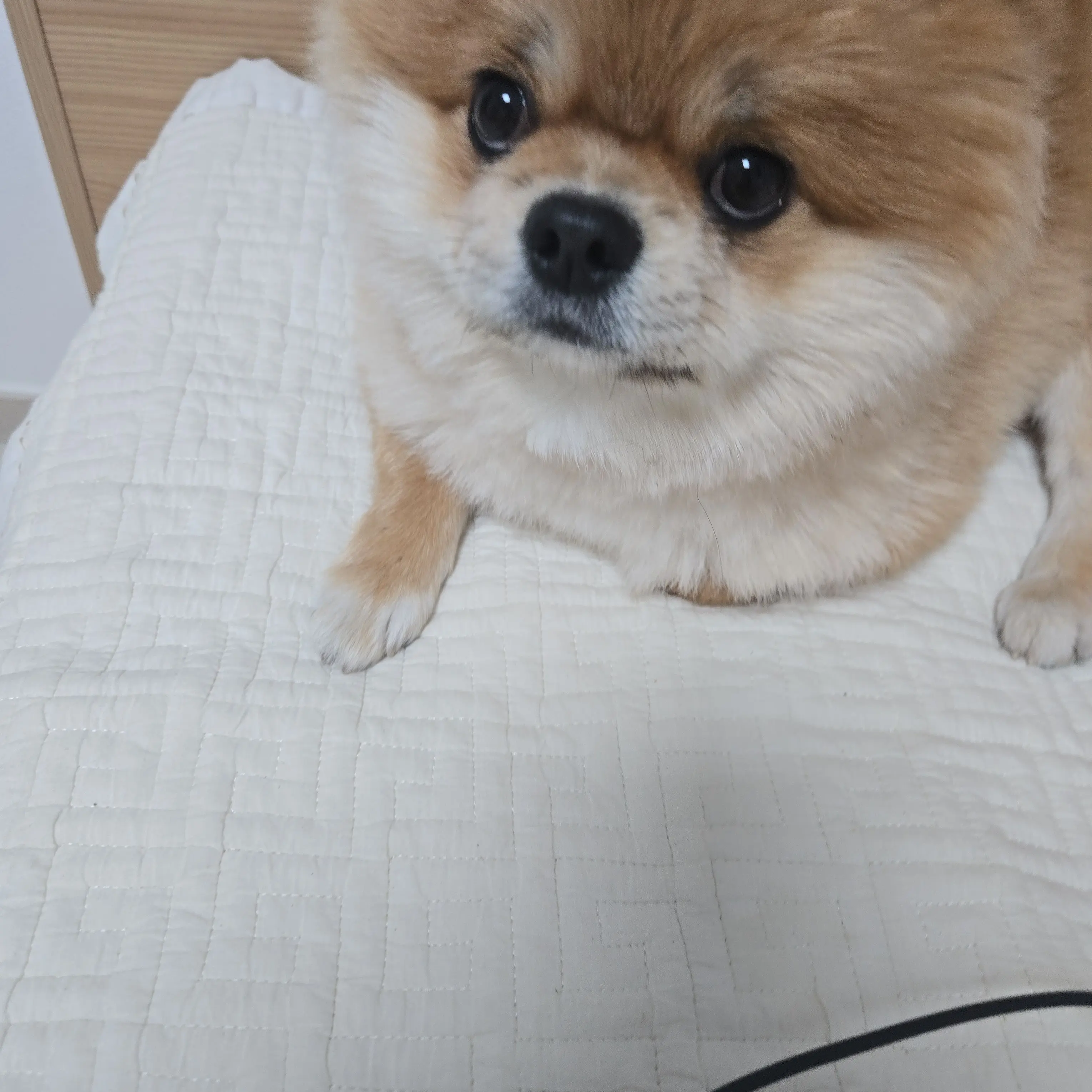 AngryAwake2409의 돼지