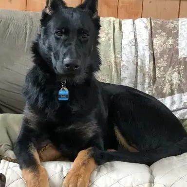 Profile image of Riley