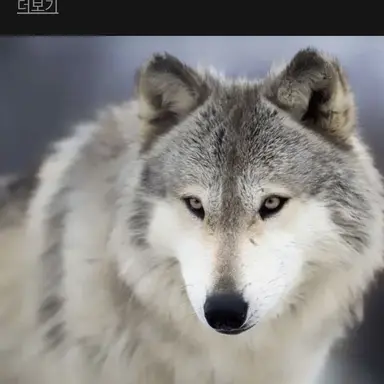 Profile image of 늑대