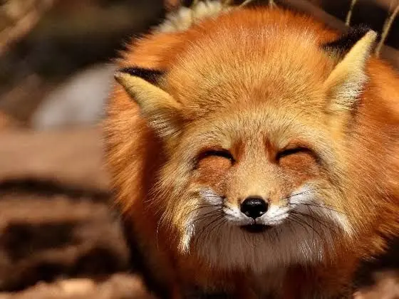 Profile image of キツネ