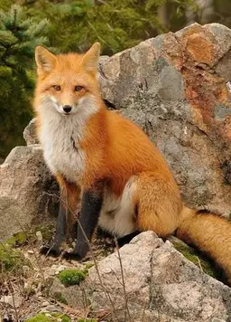 Profile image of キツネ