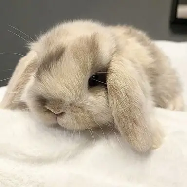 Profile image of すんちょる