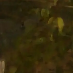 Profile image of 김유림