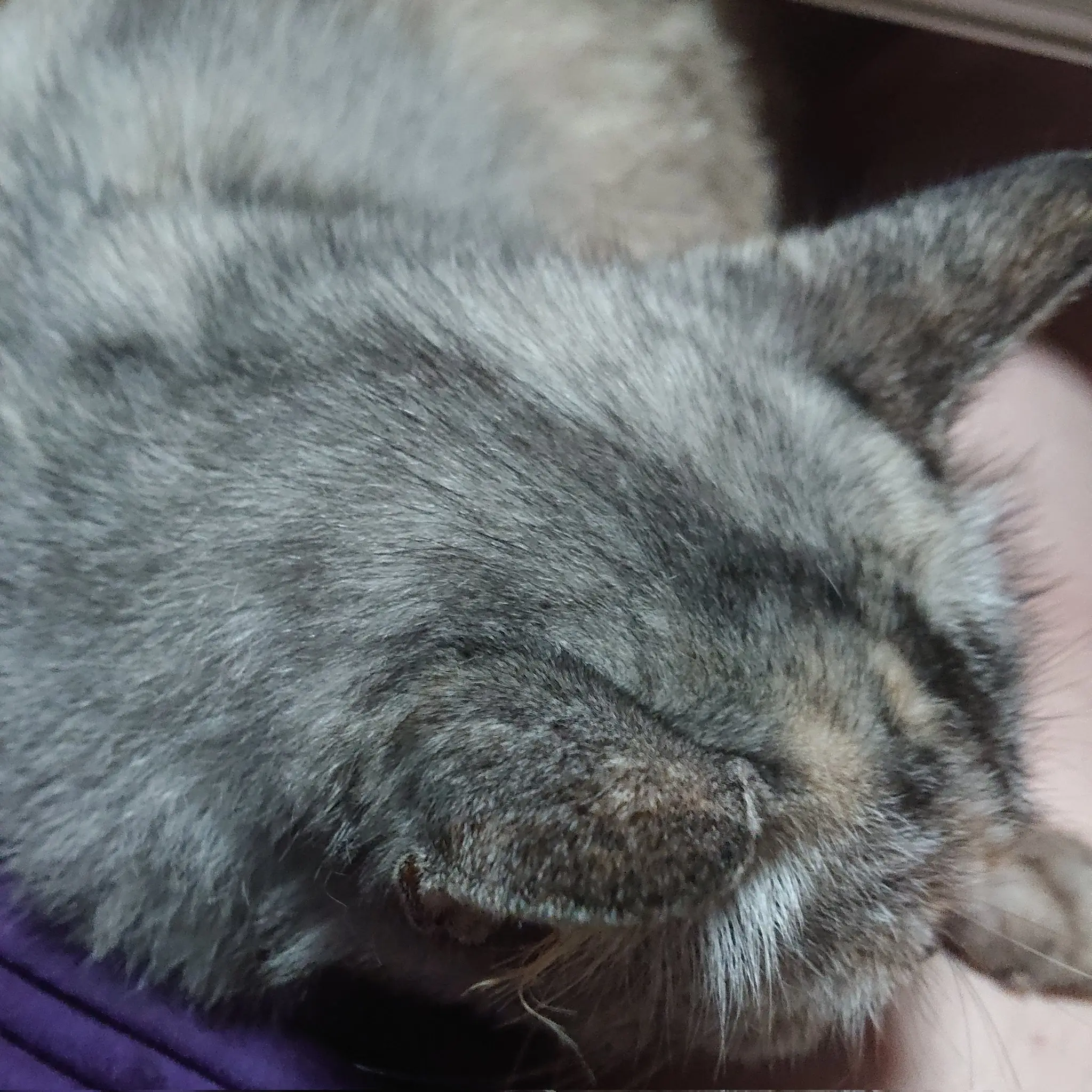 HandyWheel4848의 性猫