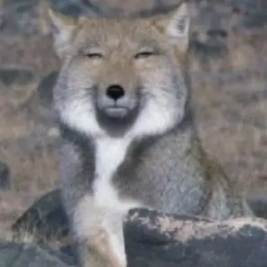 Profile image of 여우