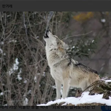 Profile image of 늑대