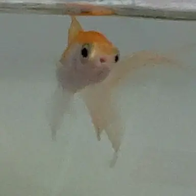 Profile image of 생귤