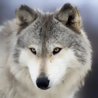 Profile image of 김늑대