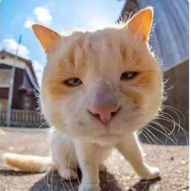 Profile image of 여우