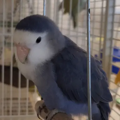 Profile image of 모란이