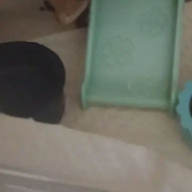 Profile image of 채스터