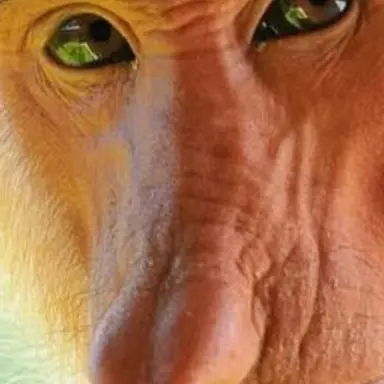 Profile image of 여우