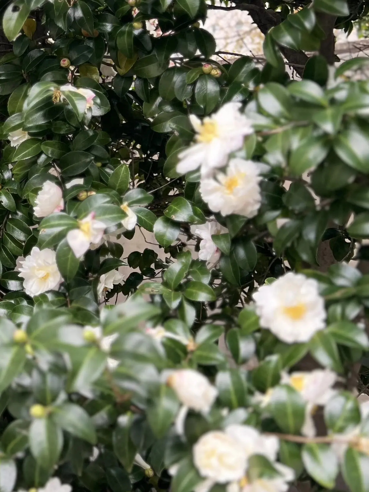 l62의 そういうお年頃。