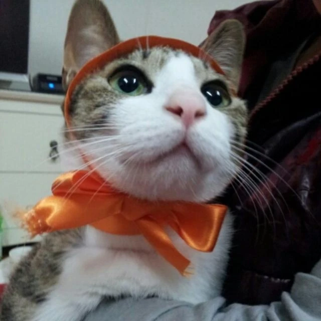 미수반(공약으로...)