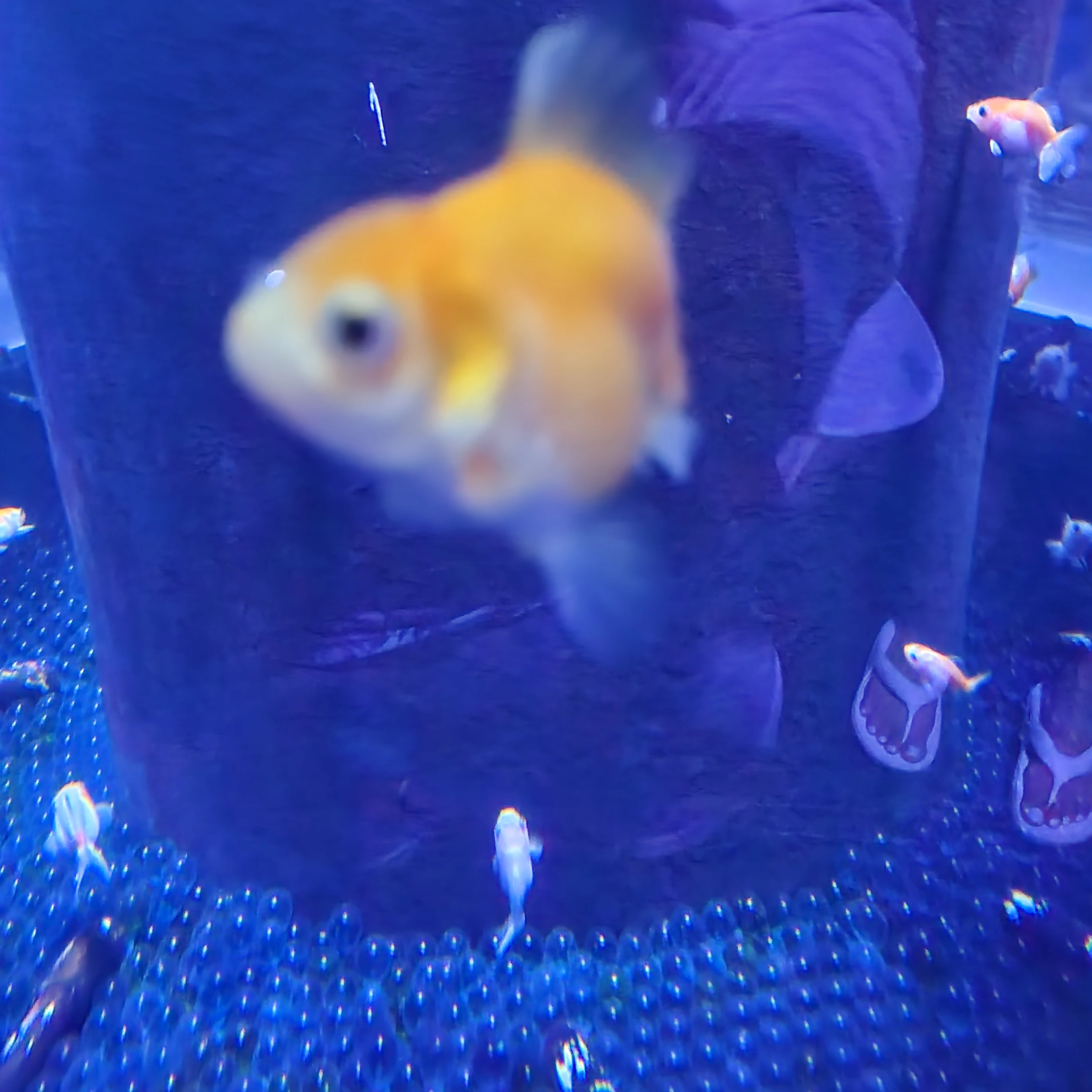 변태