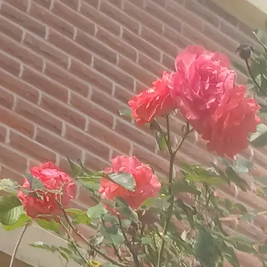 Profile image of 라더