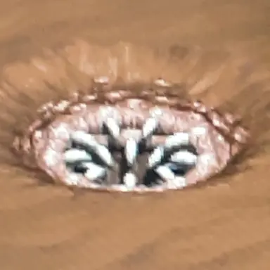 Profile image of 중립벌레