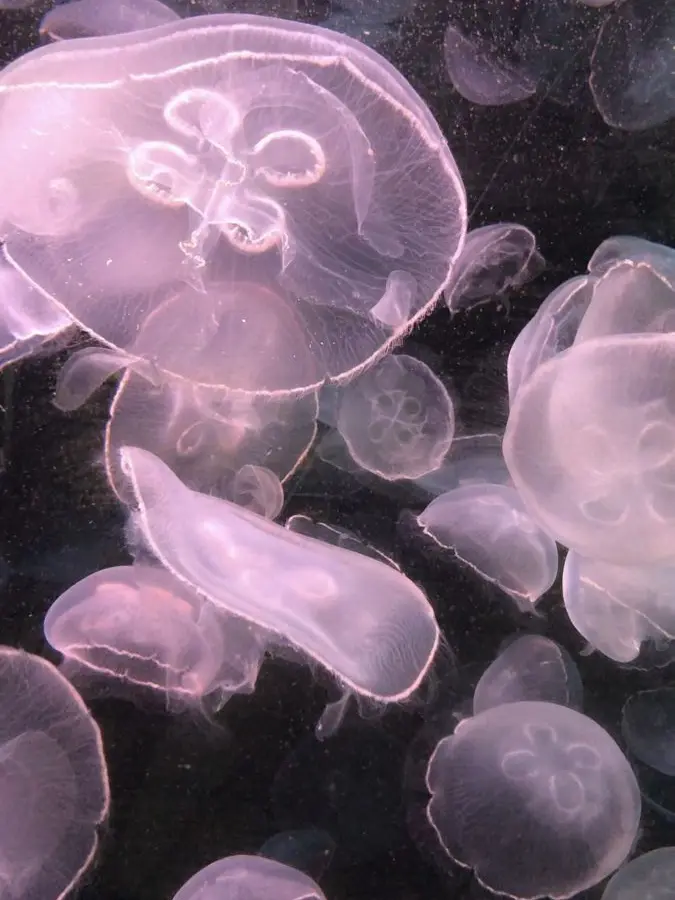 DaringPast5356의 ＿＿＿＿ も 見惚れちゃう .