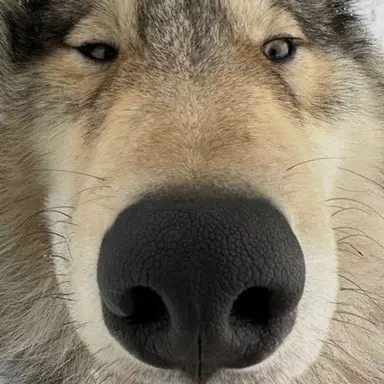 Profile image of 김늑대