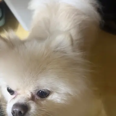 Profile image of 토븨