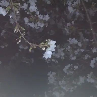 Profile image of 清光