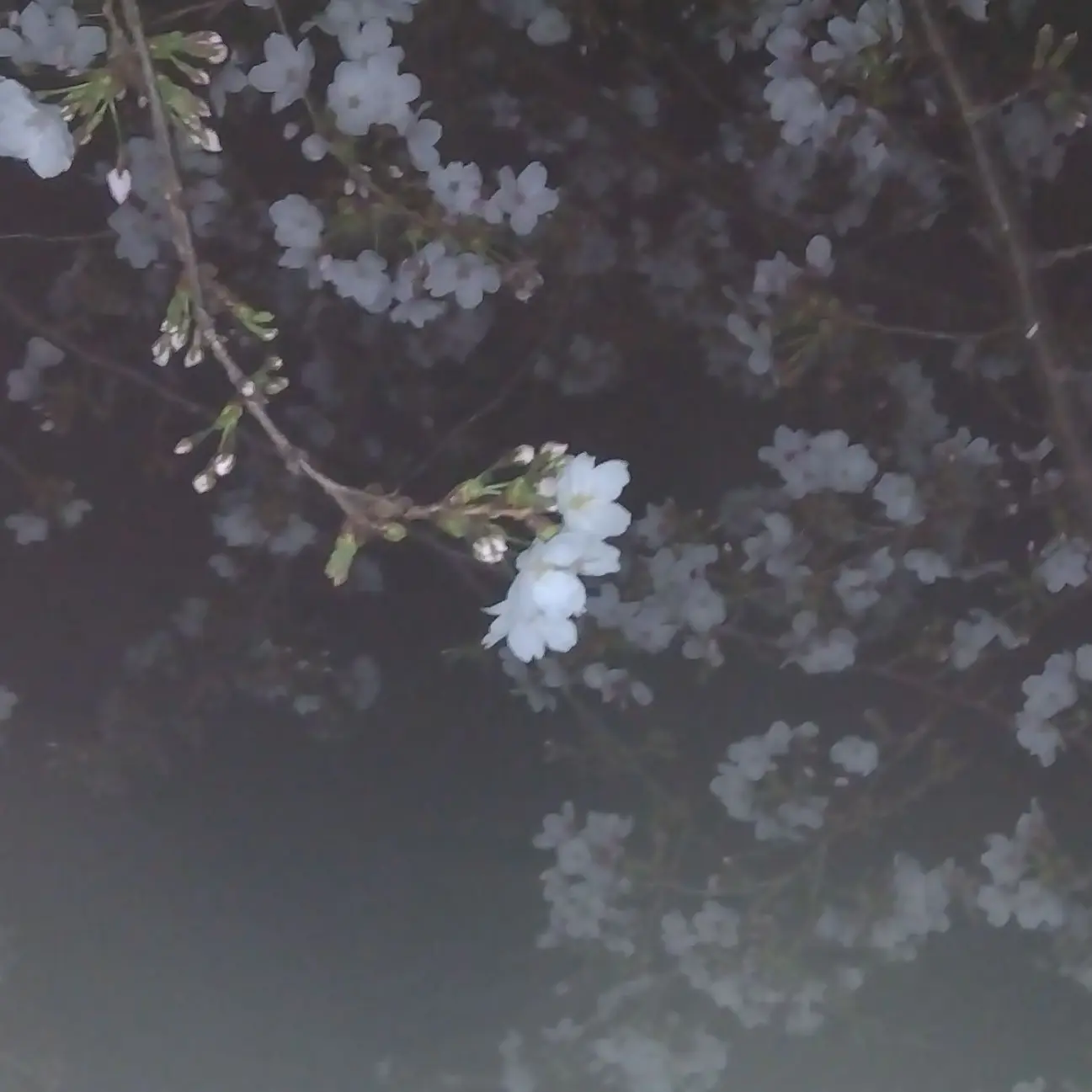 CrispyDesk8354의 共依存な幼馴染と同棲しました