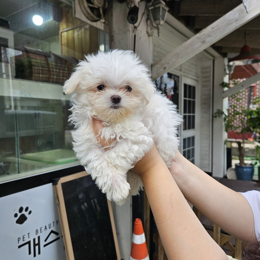 귀여운 강아지 대표 이미지