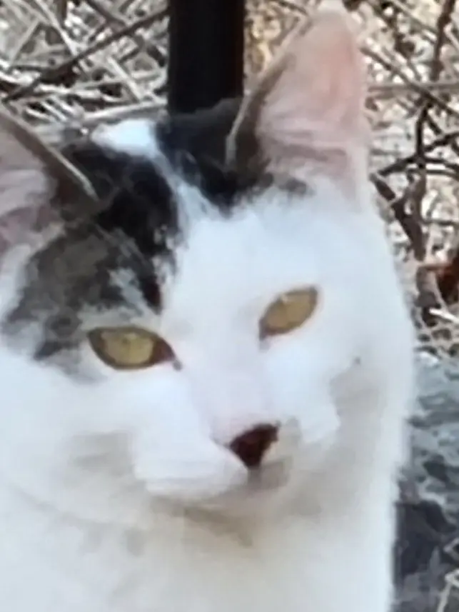 ClearSwine5298의 조선시대 꽥탐+여우