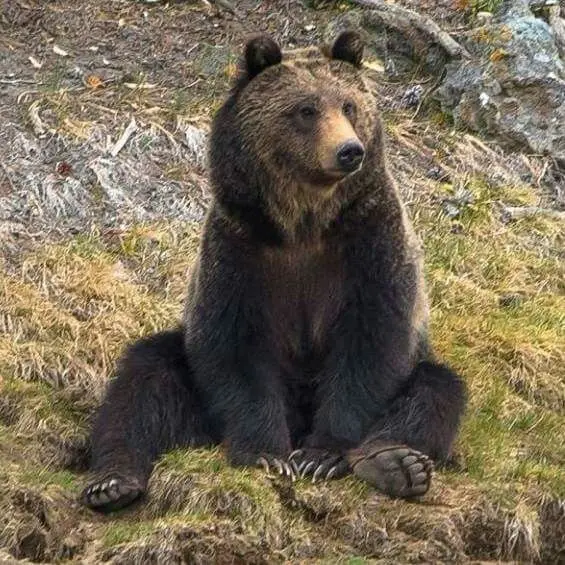 Whenifa11inlovewithyou의 곰