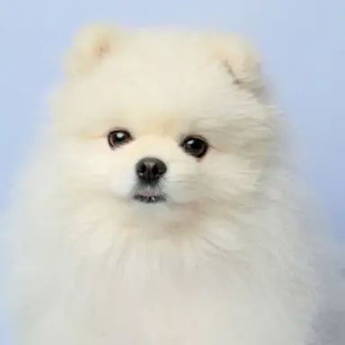 Profile image of 보리