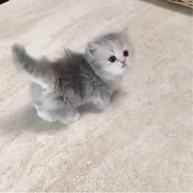 Profile image of 꼬냥이