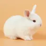 Profile image of 토끼