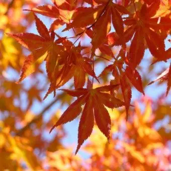 Profile image of 코마